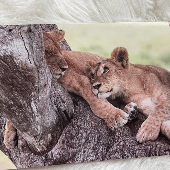 20 Assorted Cards Wild Animal blank inside - Picture 7 of 15